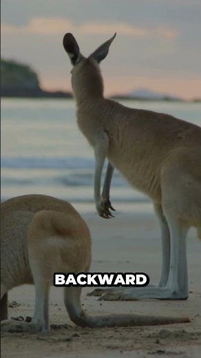 Why Kangaroos Can’t Walk Backwards 🦘😳 || #animalfacts #science ‪@brainarchive360‬