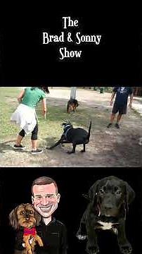 Dog Digs an Epic Hole at the Dog Park!