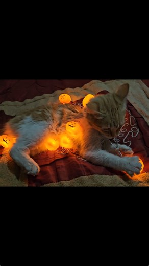 #viral_video #paratiiiiiiiiiiiiiiiiiiiiiiiiiiiiiii #foryoupage❤️❤️ #halloween2021 #cat