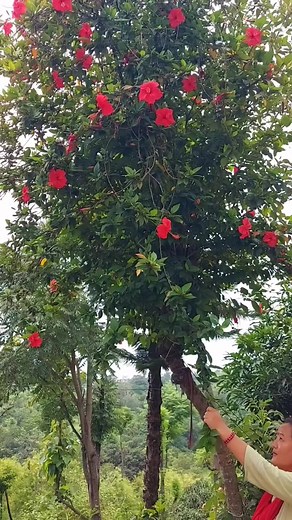 15K views · 463 reactions | Hibiscus Propagation Made Easy: LECA Balls to Soil in 25 Days | Flower lovers | Facebook