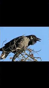 Common Raven Complex Rattle Call (female) #birds #california