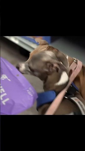 Dog Shopping Challenge | Part7 by Jenna Marbles