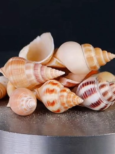 Press Crushes Sea Shells
