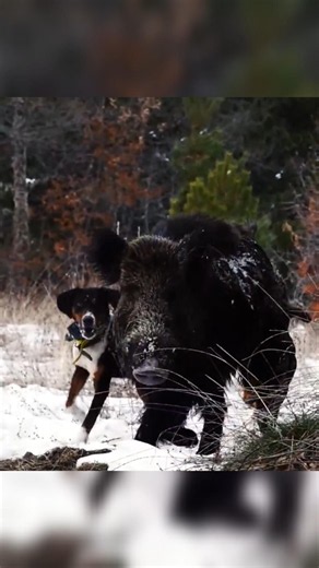O Grande Javali na Floresta | Um Encontro Selvagem Inesperado #wildboar #wildlife #hunting