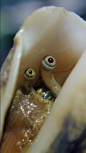 How Conch Eyes Look 😳 #shorts