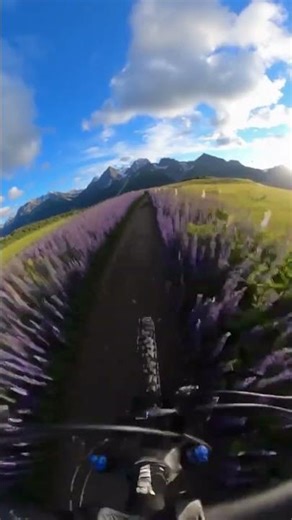 Flower Field Speed Run