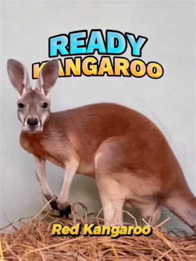 Red Kangaroo Available 🇮🇩#Indonesiabreder #pet #satwaimpor #viraltiktok #indonesia