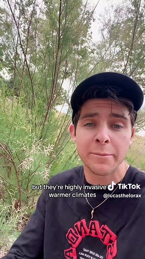 Invasive Saltcedar! (Tamarix ramosissima) #invasive #invasivespecies #saltcedar #tamarisk #shrubs #tree #plants #plantsoftiktok #learnontiktok #ecosystem #environment #california #nature #fyp #foryou #viral #trending #knowledgeispower