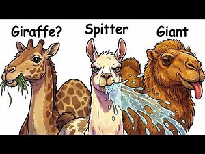 Every Camel Explained in 13 Minutes