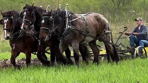114K views · 5.2K reactions | We were in Rockford, Michigan, today at Dave Donovan’s farm where members of the West Michigan Draft Horse Club held a plow day. We’ll have more clips from today’s event in later posts, including some interviews with teamsters, a show on RFD in July, and some photos in the Aug/Sep issue of Rural Heritage. | Rural Heritage Magazine | Facebook