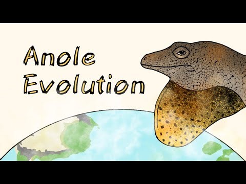 Anolis:World of Anoles EP1 Introduction