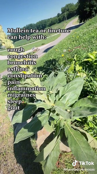 All About Mullein: Uses, Benefits, and How to Use It