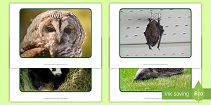 Woodland Nocturnal Animals Display Photos
