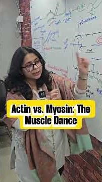 Actin and Myosin: The Muscle Contraction Dance! 🧬💪