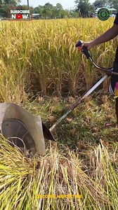 Introducing the innovative Rice Harvesting Brush Cutter Machine! 🌾🚜 Say goodbye to manual labor and hello to efficient, automated farming. This cutting-edge technology streamlines the harvesting process, saving time and energy for farmers. With precision cutting blades and easy operation, this machine ensures a bountiful harvest with minimal effort. Embrace modern agriculture practices and elevate your farming experience with the Rice Harvesting Brush Cutter Machine. Upgrade today for enhanced