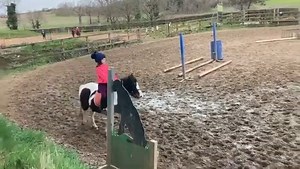 6 comments | ⭐Pony Club / Gymkhana / Show Pony⭐ ⭐12.2h 12yr old Mare...