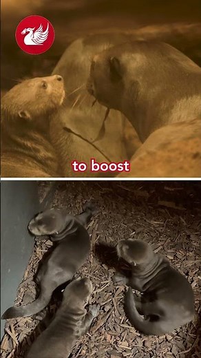 Hope for endangered giant otters as Chester Zoo welcomes rare triplet birth 🦦