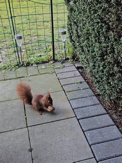 Squirrel Feeding Dilemma: Rats Discover Nuts!