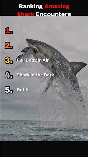 Ranking the Most INSANE Shark Moments Ever Caught #sharks #ranking #extreme