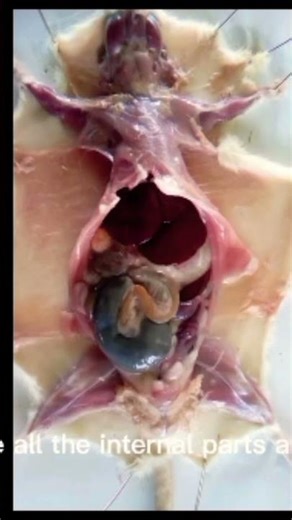 citu dissection of a rat