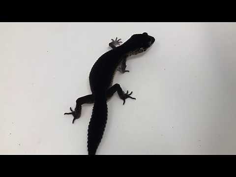 black night leopard gecko for sale from CBReptile.com