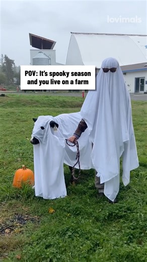 1.3M views · 4.6K reactions | Cow Halloween Costume  | VT | Facebook