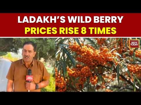 Sea Buckthorn Boom: How Ladakh’s Wild Berry Is Changing Farmers’ Fortunes | India Today
