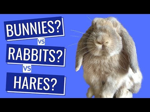 What's the Difference Between Bunnies, Rabbits, and Hares? | Is a bunny and a rabbit the same thing?