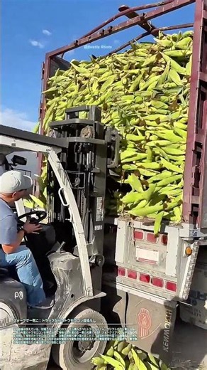 フォークで一気に：トラックからのトウモロコシ荷降ろし