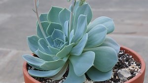 Echeveria Secunda Pumila Succulent Flower Rotating Stock Footage Video (100% Royalty-free) 1093757931 | Shutterstock