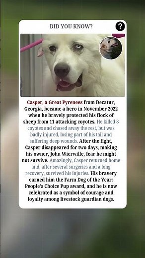 Dog Fought 11 Coyotes to Protect His Sheep | #fact #facts #shorts