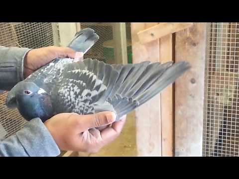 Extreme long distance Racing homer