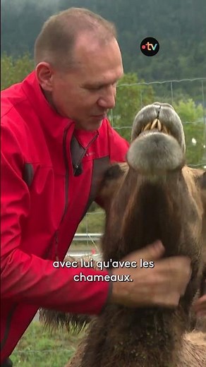 Des chameaux au bord de l'autoroute
