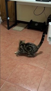 Cat Circles Non-Stop Chasing Laser