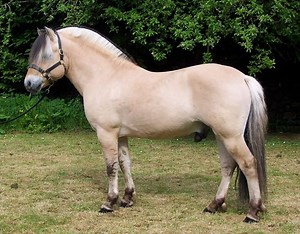 Fjord horse - Alchetron, The Free Social Encyclopedia