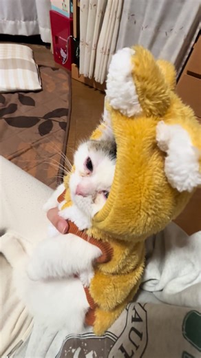 初めてお洋服を着た子猫の様子