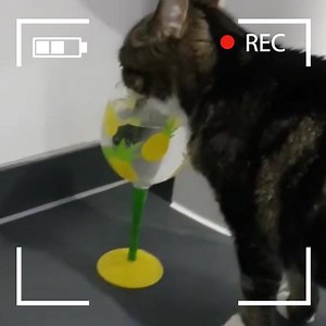 22K views · 387 reactions | Who says getting your daily intake of water has to be boring?  Does your cat have a unique way of staying hydrated? #NutritionAndHydrationWeek | Cats Protection | Facebook