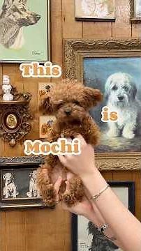 Mochi is the biggest, hugest most gigantic human dog I've ever groomed.