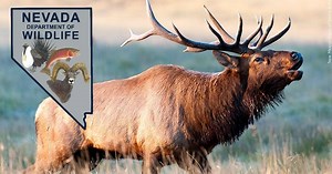 Two people convicted after killing elk in Great Basin National Park