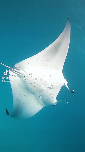 Cuteness Overload: Encounter with a Juvenile Manta Ray