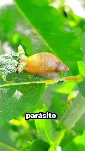 The Zombie Snail Controlled by a Parasite 🐌