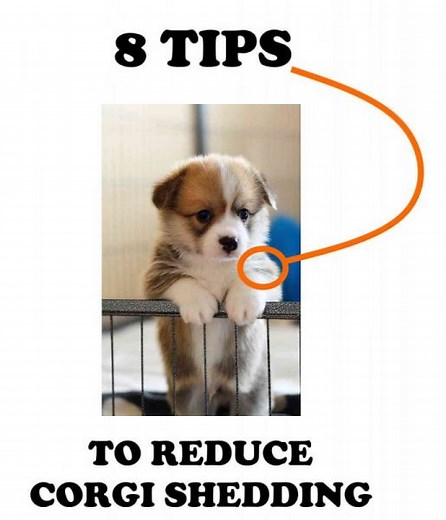 Do Corgis Shed A Lot? YES. (And 8 Tricks To Control It!) | Instacorgi