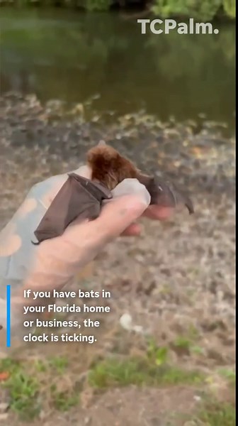 Got bats? In Florida, you've got until April 15 for bat-blocking