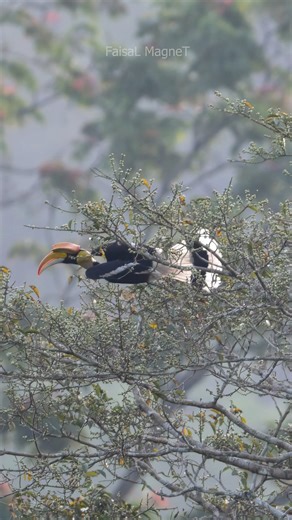 420K views · 9.5K reactions | "Unity in Nature: A Great Hornbill and Nilgiri Langur Share a Fruitful Feast" #reelsviralシ #reelsfbシ #reelstrending #faisalmagnet #wildlifeplanet #wildlifephotographer #kerala #wildnelliyampathi Nat Geo Wild | Faisal Magnet | Facebook