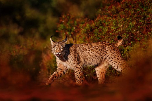 Après un siècle d'absence, le lynx réapparaît dans les Pyrénées (et on a même des images)