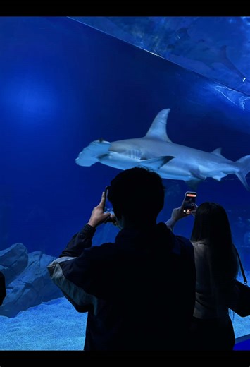 Date night at the largest aquarium in the US🫧🐬🐠🪼🪸 - - If you needed a sign to make that drive this is your sign 🫧 #georgiaaquarium #atlanta #aquarium #sealife @Georgia Aquarium