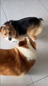 🐰💞 Life with a Cheeky Little Partner… Bunny “I’m” #shorts #funnypets