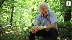 Une balade en forêt pour comprendre comment les arbres communiquent entre eux. | Télérama