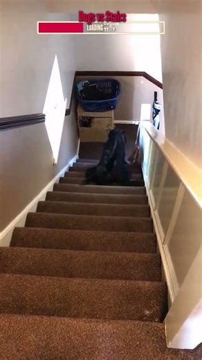 Dogs vs Stairs | Algorithm Cleanse