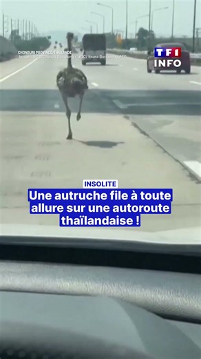 Insolite : une autruche file à toute allure sur l'autoroute !｜TF1 INFO